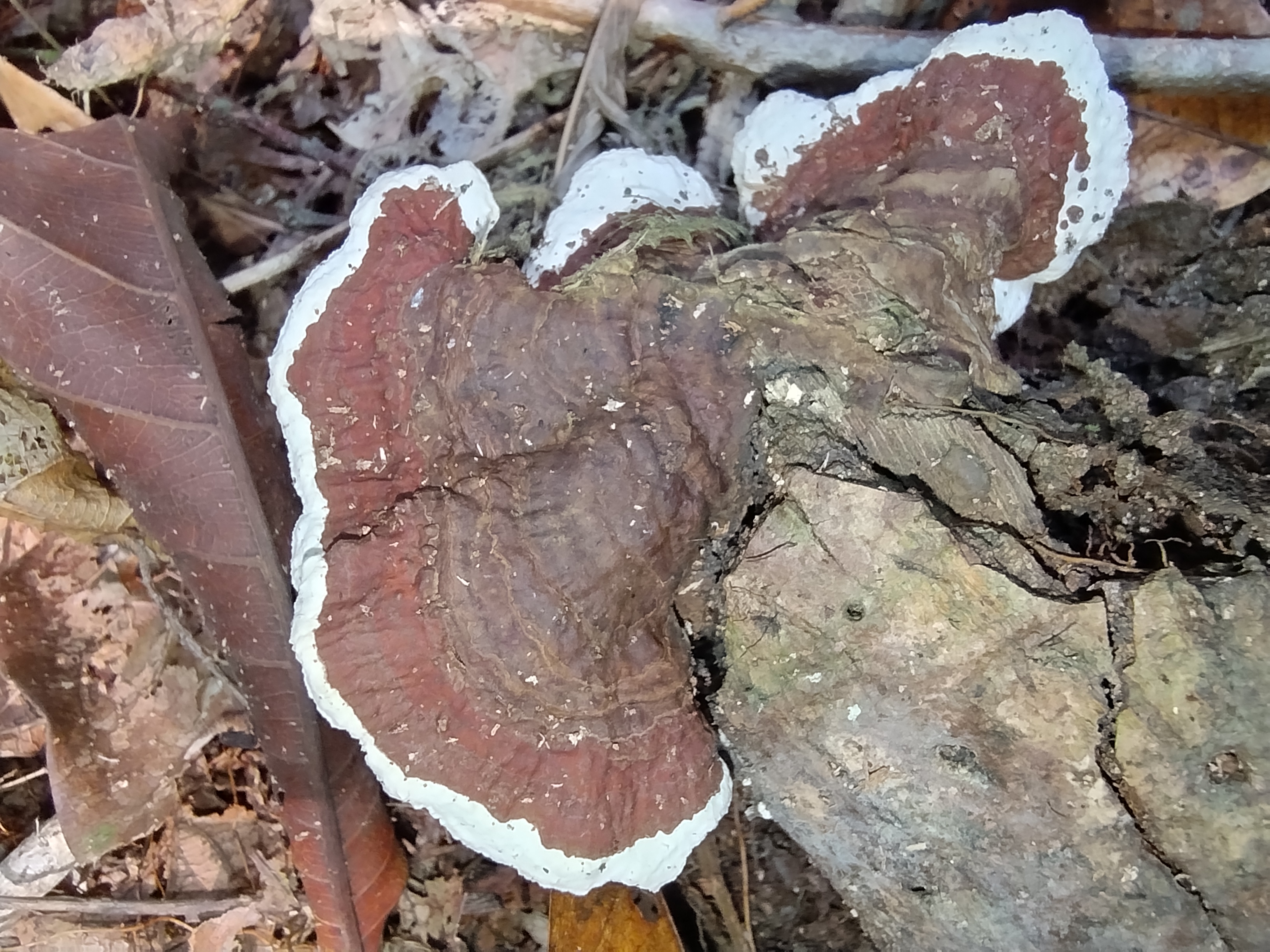 Earliella scabrosa