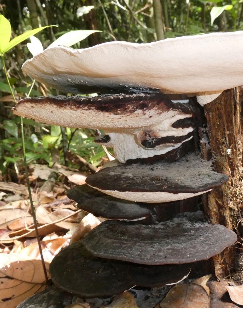 Figure 12. Decomposer fungi clean the forest floor, releasing nutrients for plants and allowing us to pass through.