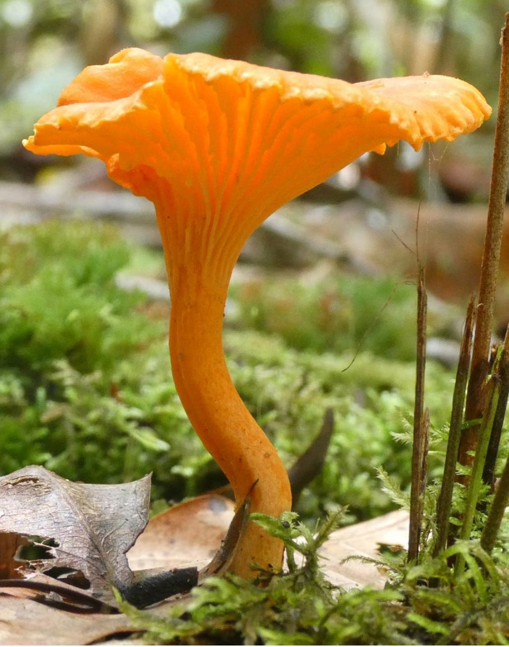 Figure 14. The fungus Cantharellus sp. lives in partnership with the trees, the tree gives energy and the fungus nutrients.