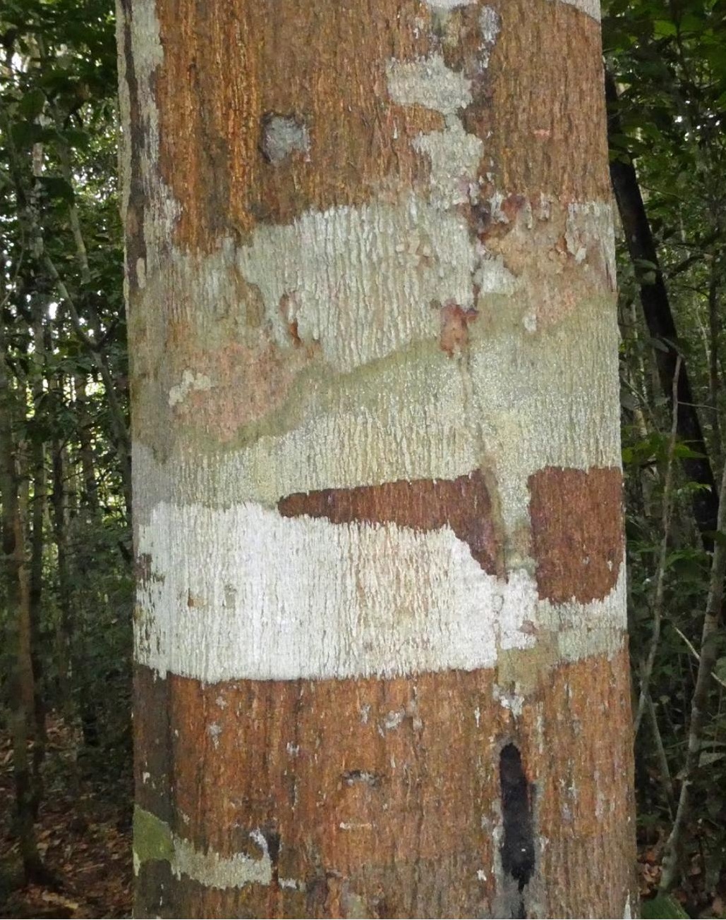 Figure 17. Lichens are composed of fungi, bacteria, algae and yeasts, and are usually thin and supported on the trunks and leaves of plants.