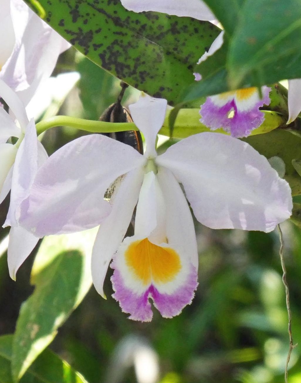 Figure 22. Orchids, such as Cattleya eldorado, are a great attraction for tourists, but the forest holds a much greater treasure.