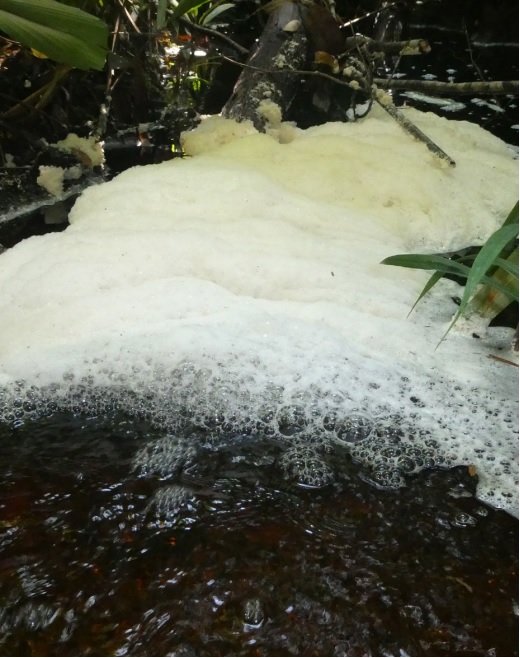 White foam forms in black water streams, but the water is clean and the foam does not indicate pollution.