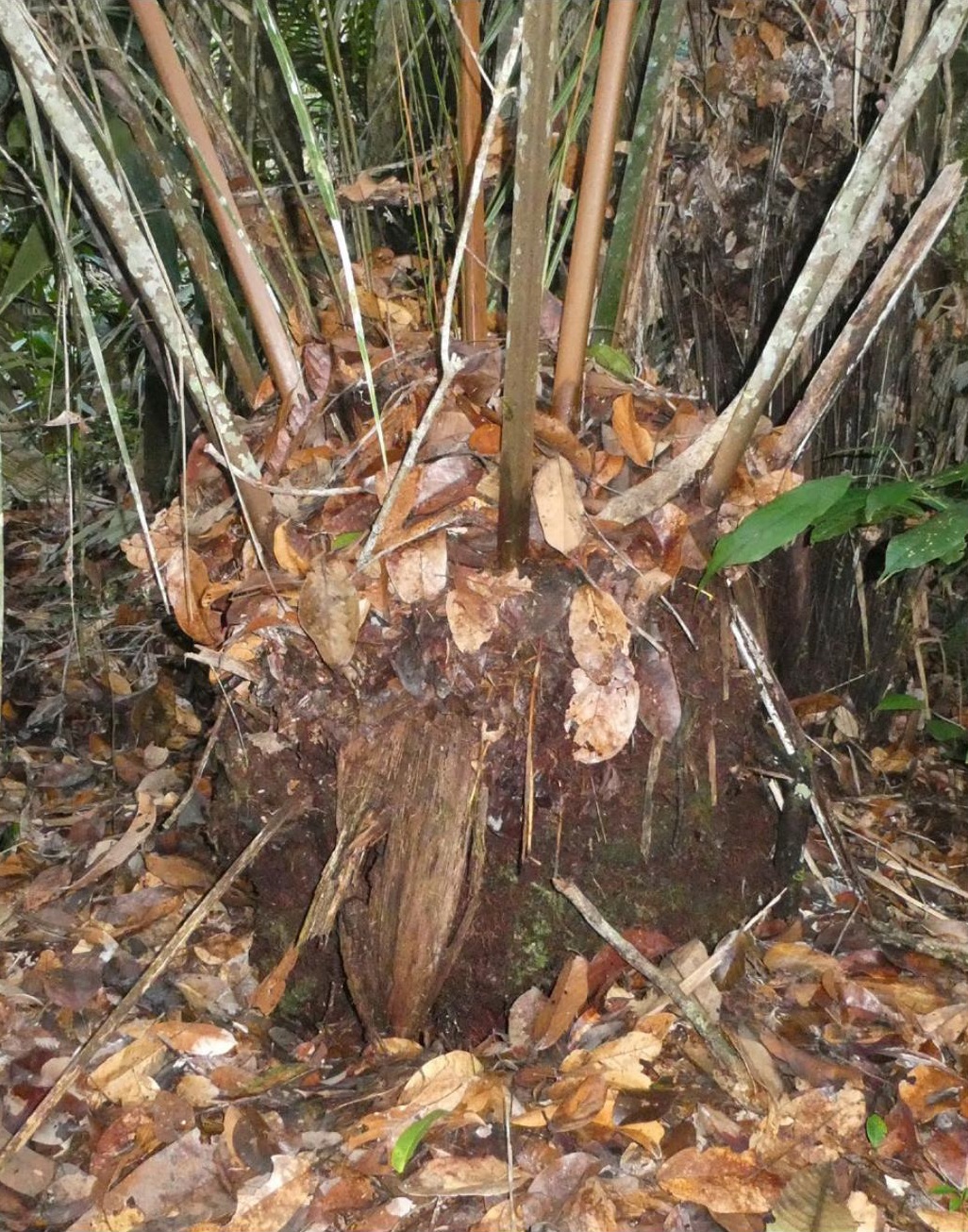 Figure 7. The stemless palm, red straw, captures falling leaves and directs its roots upward to intercept nutrients.