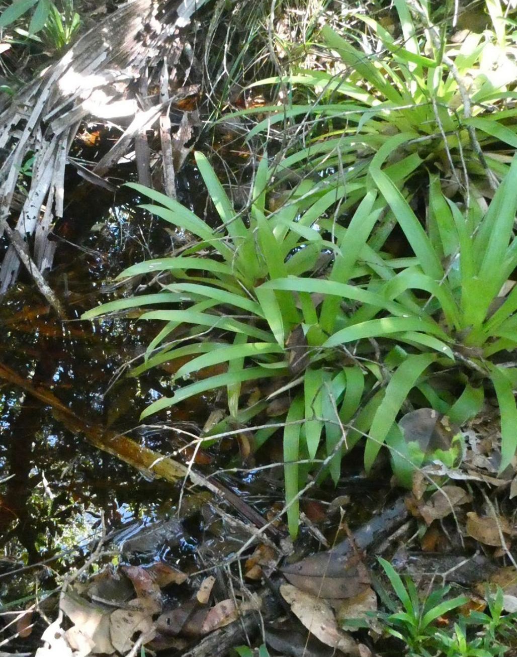 Figure 9. Some parts of campinarana have surface water, do not accumulate leaves on the ground and look like the shallows.