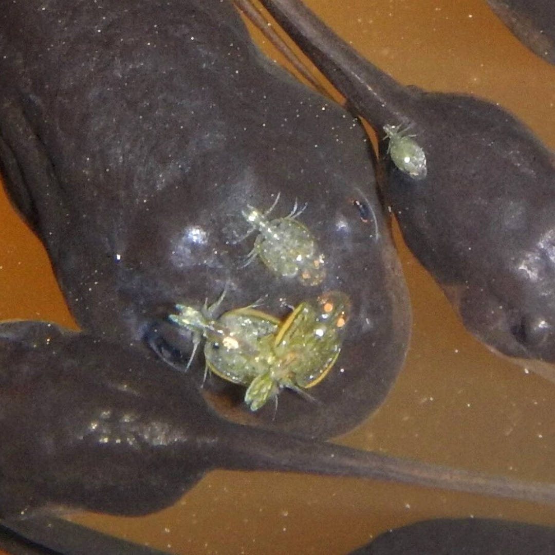 Argulus on tadpole