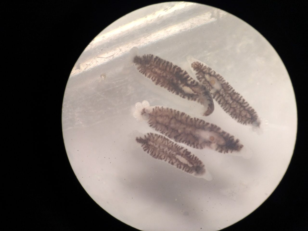 Monogeneas