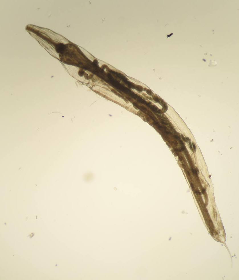 Nematode