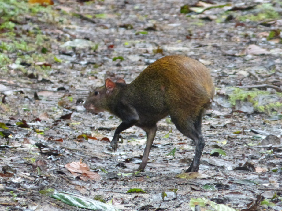 Agouti