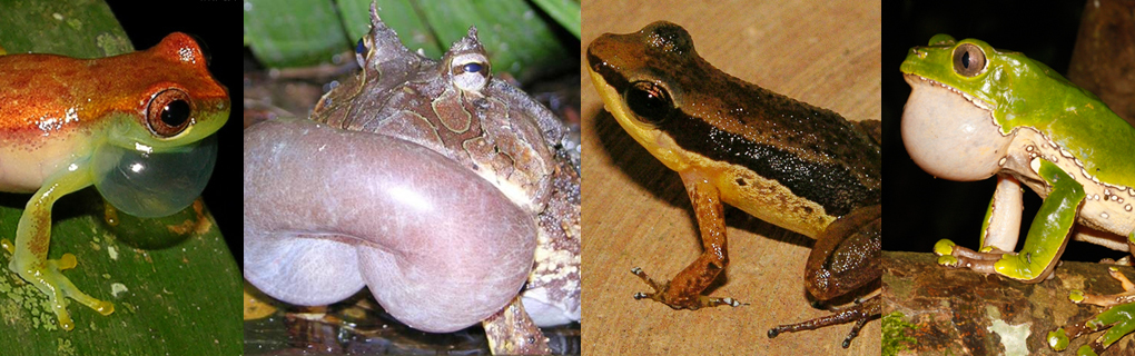 Biblioteca de sons e vídeos de anuros Amazônicos
