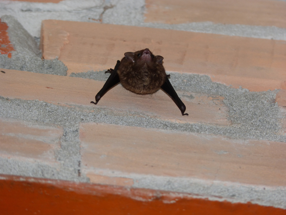 Bat