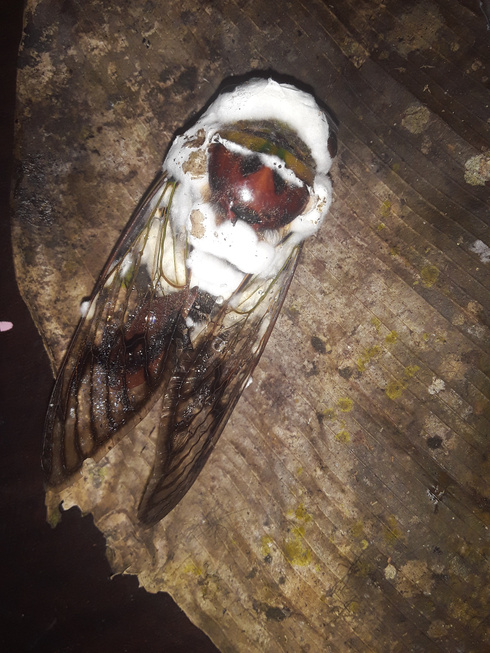 Cicada