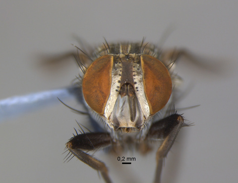 Diptera