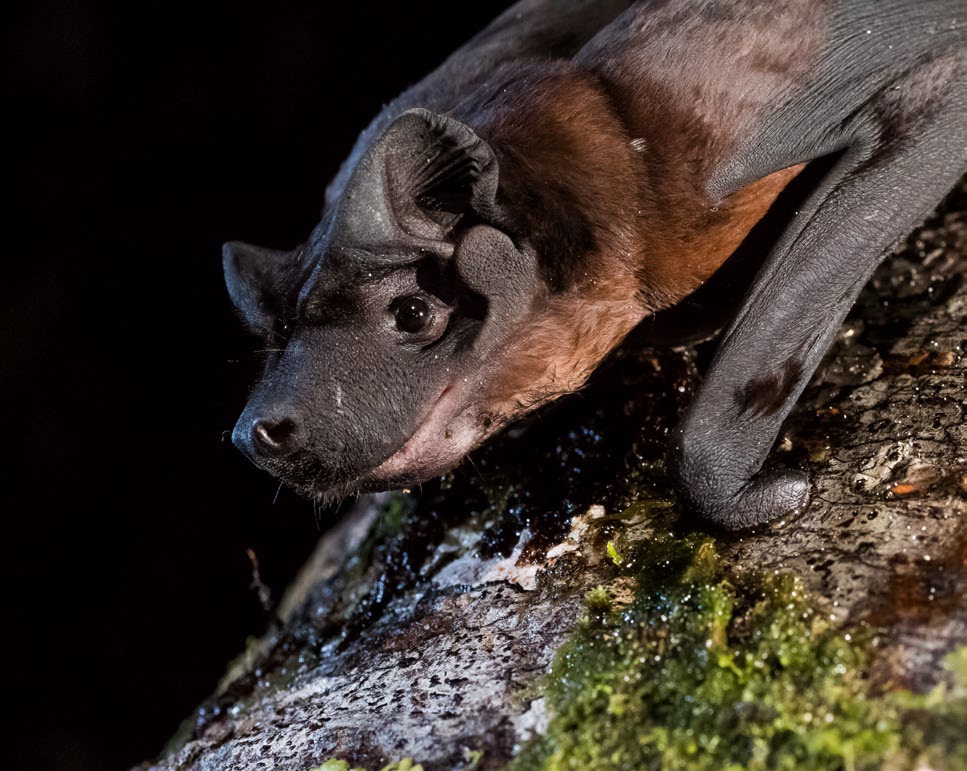 Picture of a bat on a branch.