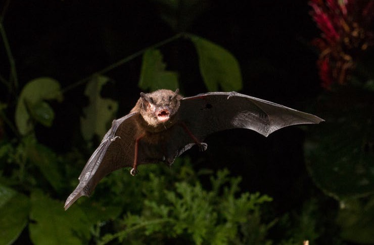 Bat flying towards camera.