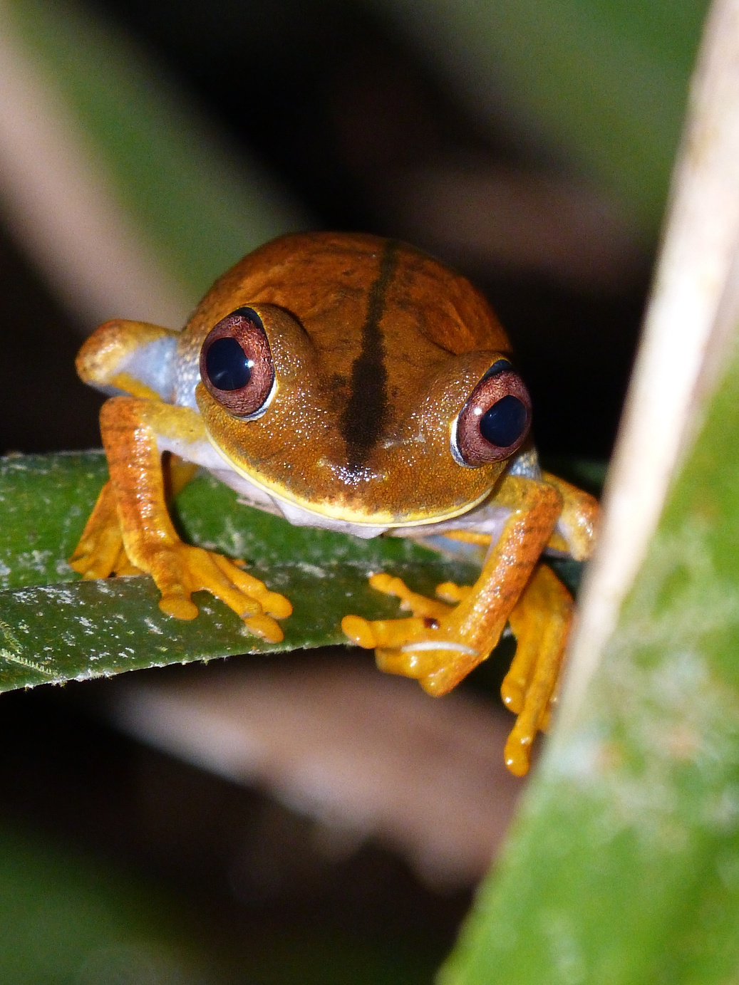 Frog