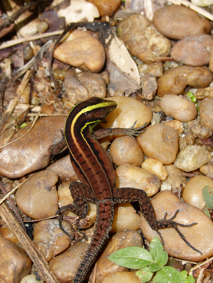 Lizard