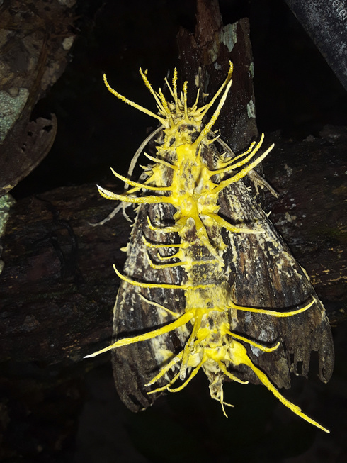 Moth