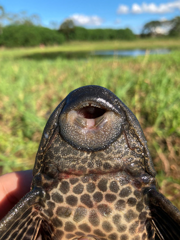 Fish