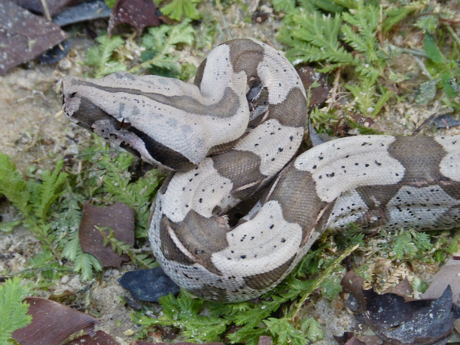Snake