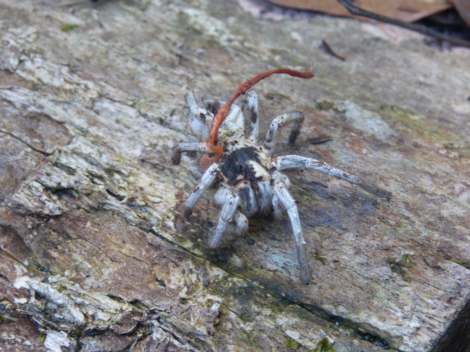 spider