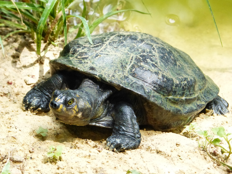 Turtle